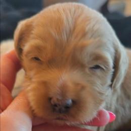 Gucci - Apricot male Goldendoodle puppy in Red Oak, Iowa from Fisher Pups-Stay Golden with a Doodle