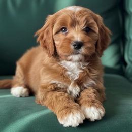 Yellow Collar Boy - Red male Cavapoo puppy in Gilbert, Arizona from Dani’s Dawgs
