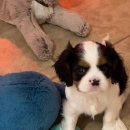 "Baby Boy 3" Cavalier King Charles Spaniel Puppies from Cavaliers of Royalty