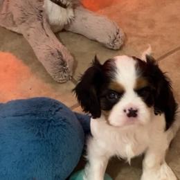 "Baby Boy 3" Cavalier King Charles Spaniel Puppies from Cavaliers of Royalty