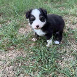 BlackBerry - Black tri male Toy Australian Shepherd puppy in Mineral Wells, Texas from Five G Toy Aussies