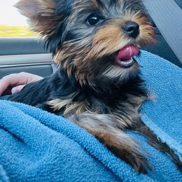Yorkshire Terrier Puppies from Real Yorkies of NorCal