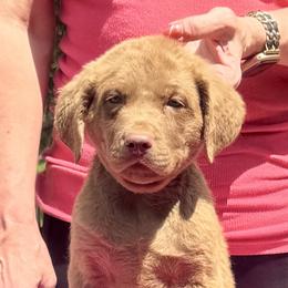 Orange male - Brown male Chesapeake Bay Retriever puppy in Houston, Texas from Monarch Chesapeakes