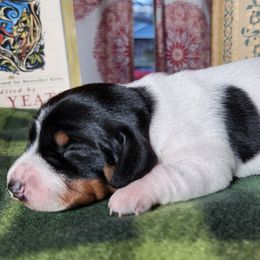 Dachshunds from Hardy Miniature Dachshunds