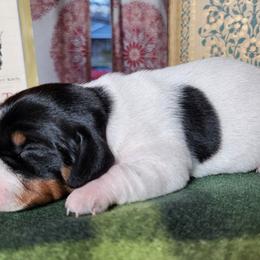 Dachshunds from Hardy Miniature Dachshunds