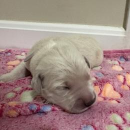 Dory - Light golden female Golden Retriever puppy in Seville, Ohio from Retriever Ranch