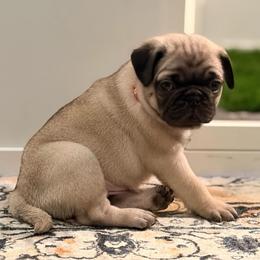 Galahad (Orange Collar) - Fawn male Pug puppy in Frisco, Texas from RD Pugs