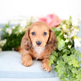 Gwen - Red female Dachshund puppy in Neosho, Missouri from Tinker Toy Doxies