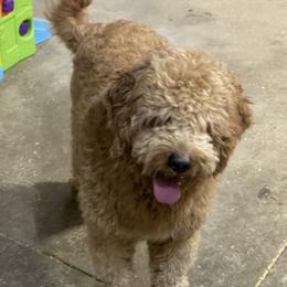Graham - Apricot male Goldendoodle puppy in Sugarcreek, Ohio from True Hearted Doodles