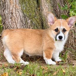 Ready to go now- Red Girl 4 - Sable female Pembroke Welsh Corgi puppy in Rochester, Indiana from Stacy’s Pembroke Welsh Corgis