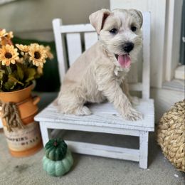 Finnbjorn 'Bjorn' - Wheaten male Miniature Schnauzer puppy in Independence, Missouri from Crown Schnauzers KC