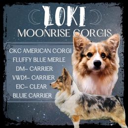 Loki - American Corgi