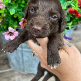 Chocolate with white - Chocolate male Dachshund puppy in Payette, Idaho from NT Mini Doxies