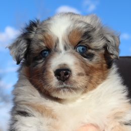 Spark - Blue merle male Australian Shepherd puppy in Colorado from Firestone Australian Shepherds