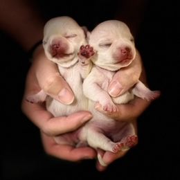 Chihuahua Puppies from Summit Chihuahuas