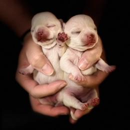 Chihuahua Puppies from Summit Chihuahuas