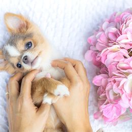 Teeny Tiny Bella-  9,650 - Gold and white female Chihuahua puppy in Jacksonville, Florida from Petits Chihuahuas