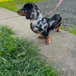 Liberty - Dachshund