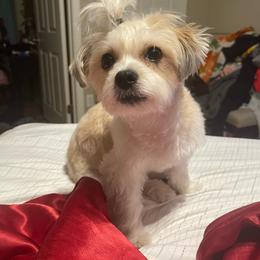 Kharma Ann - Maltipoo