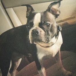 Boston Terriers from Palmetto Bostons