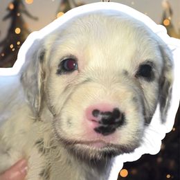 Cupid - White and black female Dalmatian puppy in Bremen, Georgia from Clark’s Dalmatians
