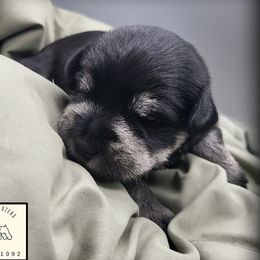 Mabel AKC Imported Champion Lines - Black and silver female Miniature Schnauzer puppy in Saratoga Springs, Utah from Happy Beard Schnauzers