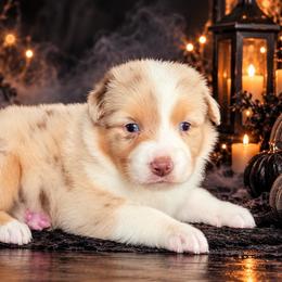 Treasure - Red merle female Australian Shepherd puppy in Fultonville, New York from Sandy Aussies, Mini Dachshunds & Pomeranians