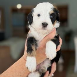 Nyx - Tri-color female Bernedoodle puppy in Henry, Illinois from Rowe Farms Doodles