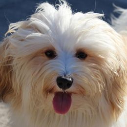 Havanese from Gemstone Havanese