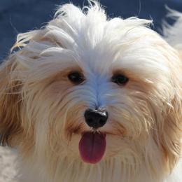 Havanese from Gemstone Havanese