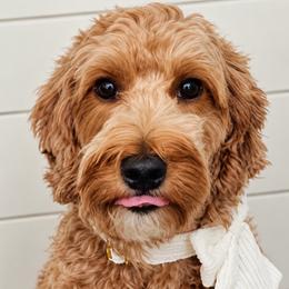 River - Goldendoodle