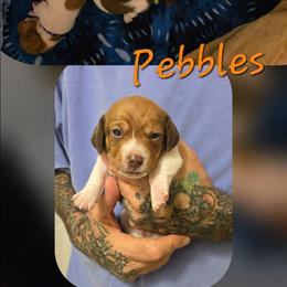 Pebbles - Piebald female Dachshund puppy in New Caney, Texas from BouncinMiniWeenies