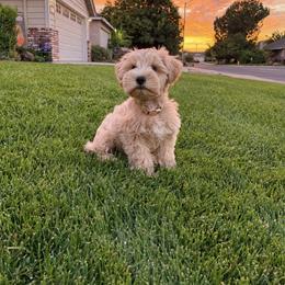 Miniature Schnauzer Puppies from Hardcastle Family Schnauzer’s