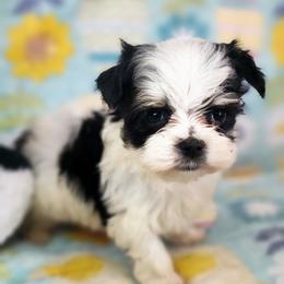 Tea Cup, Boy 3 - Black and gold male Morkie puppy in The Villages, Florida from My Precious Pups
