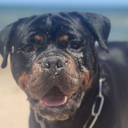 Rottweilers from Vom Haus Huff Rottweiler’s