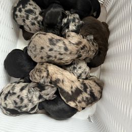 Aussiedoodle and Cockapoo Puppies from Sassy Bob’s Designer Dogs
