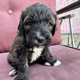 Pete - Aussiedoodle puppy in Idaho from Doodle Doggie Farm