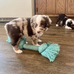 Miniature Australian Shepherd and Toy Australian Shepherd Puppies from Bar IV Aussies