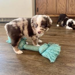 Miniature Australian Shepherd and Toy Australian Shepherd Puppies from Bar IV Aussies