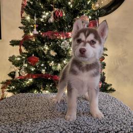 AKC Winter - Red and white female Siberian Husky puppy in Cedarville, Ohio from Evereve Kennels