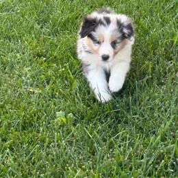 Mozzarella Stick - Blue merle female Australian Shepherd puppy in Ashland, Ohio from SS Australian Shepherds