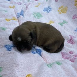 Carson - Black and tan male Shih Tzu puppy in Mineola, Texas from RL Phillips Shihtzus