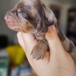 Rolo - Chocolate and tan male Dachshund puppy in Pasco, Washington from G & G Kennel