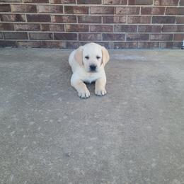 Duke - Yellow male Labrador Retriever puppy in Woodburn, Indiana from Marlene's Labrador Retrievers