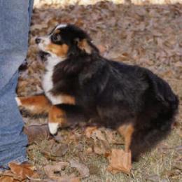 Clue - Miniature Australian Shepherd