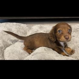 Girl 1 - female Dachshund puppy in Summerville, South Carolina from Palmetto Puppies