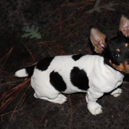 Chipmunk - Black and white male Teddy Roosevelt Terrier puppy in Williamston, North Carolina from MOONSHINE TERRIERS