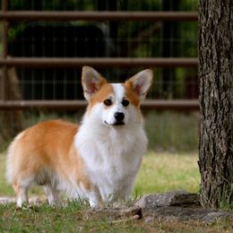 Balin - Pembroke Welsh Corgi