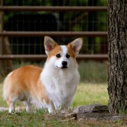 Balin - Pembroke Welsh Corgi