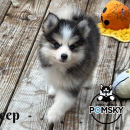 Bo Peep - Black and white female Pomsky puppy in Eastman, Georgia from Once Upon A Pomsky